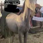 مهر شعبي كفو