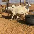 شياه حريات عددها 5 فيها 1 حاصب قريبة ولاد 2 باين دفيعها