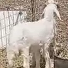 خرفان هرافاء