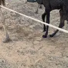 حوار عمره 20 يوم