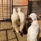 3 خرفان سواكن طيبة ونظيفة للبيع