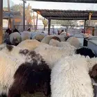 ذبايح