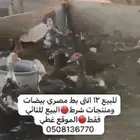 اناثي بط مصري منتجه
