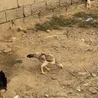 دجاجة فارسي