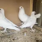 صنعاني وزاجل