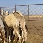 حشو تربية طيبة