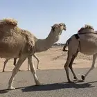 لقحات وجمل للبيع