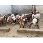 30 كبير و40 بهم   السوم 56K   البيع قريب   الموقع المخواه