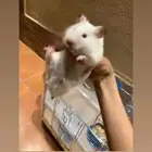 اعرض لكم همستر سوري لتبني ببلاش صحي شرط