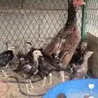 دجاجه سندي مع 8فروخ