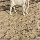 تيس مشروع فحل