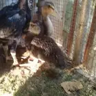 بح العمر شهر واحدعش يوم