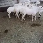 ضان رفيديه ف بلقرن