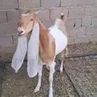 عنز ثنيه دافع خصم هولنديه معرفه