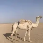 لبيع خفوت وضحى مبيوع ولدها