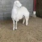 طلي كفو مشروط سنه جذع
