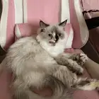 قطه راغدول طالبه تزاوج
