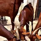 غنم تسرح دهم جروم قرايب وحليب وافر بفحلها شرط