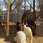 سواكن طيبة عدد 3 للبيع