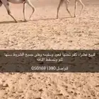 خلفه وضحاء كفو