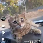 قط لتبني