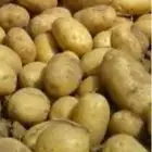 بطاطس رجيع يصلح علف للحلال