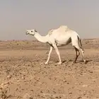 شرق الرياض