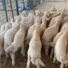 بهم تربيه تم البيع اضغط متابعه يصلك كل جديد