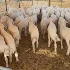بهم تربيه رقم واحد تم البيع اضغط متابعه