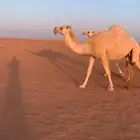 ناقتين وضح كفو