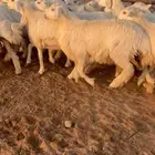 رخال صنف مقاني طيبه مراح واحد