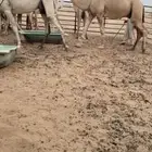 بعير اشقح