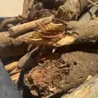 حطب كفو للبيع