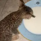 بسه لتبني
