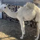 قعود وبكره للبيع