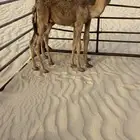 حشو تربية قعود وبكره