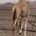 بكره للبيع
