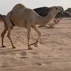 بعير