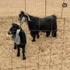 للبيع معزا عوارض