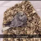فروخ روز