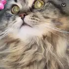 قطط للتبني الموقت