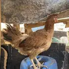 دجاج للبيع العدد 7 والديك الاخير الدجاج البلدي القديم