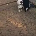 طلين سمان مره