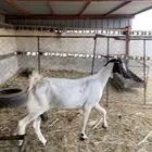 غنم طيبه