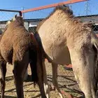 حاشي لباني جاي من البر وعلى الحليب شرط باقي ربع