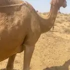 ناقه خلفه