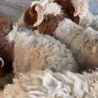 جذعان نعيم بلدي