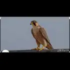 مطلوب شيهانه ب مبلغ معقول