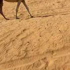 للبيع العشرا البكره ومعها بكره وسنها ثنيه