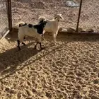 تيسين مغلقه شحم